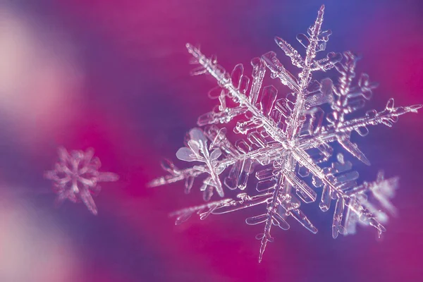 Copo Nieve Grande Pequeño Sobre Fondo Colorido Fotos De Stock Sin Royalties Gratis