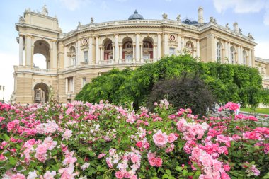 Odessa bale ve opera binası ile pembe güller ile Odessa bahçe