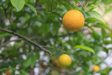 Single orange fruit on an orange tree