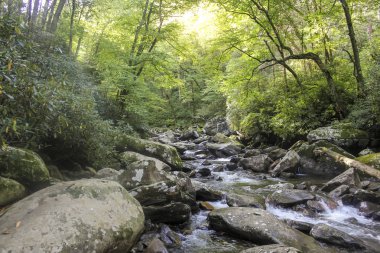 Kuzey Carolina 'daki Smoky Dağları' nda ormanla kaplı bir nehir.