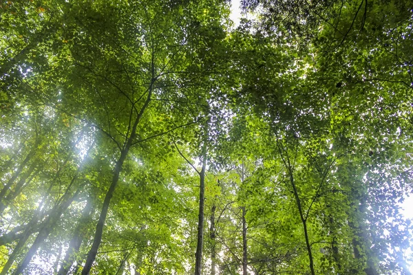 Kuzey Carolina 'daki dumanlı dağlarda, ormanın içinde, Usa