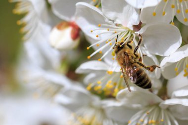 Elma ağacının dalındaki bir çiçekte arı.