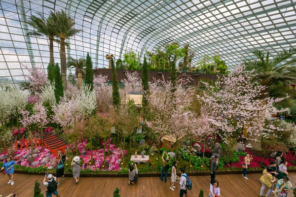 Spring cherry blossoms at Gardens by the Bay — Stok Foto