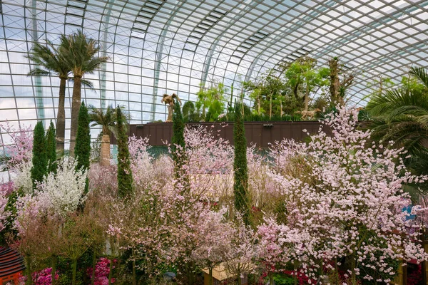 Primavera cereja floresce em Jardins perto da Baía — Fotografia de Stock