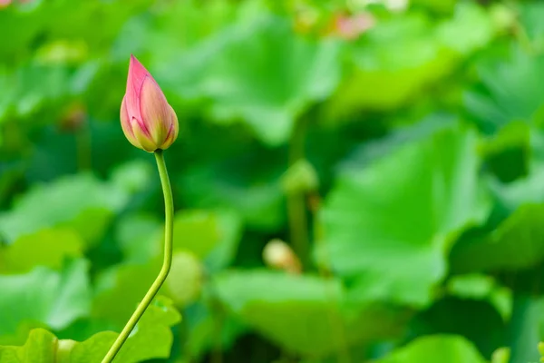 Brote de flor de loto — Foto de Stock