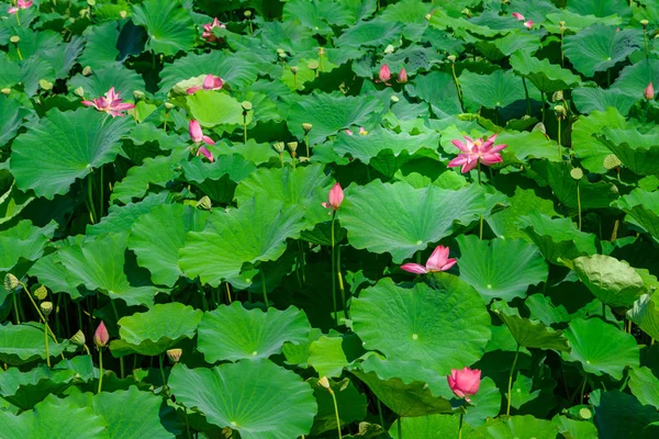 Flores de loto, Kagawa, Japón — Foto de Stock