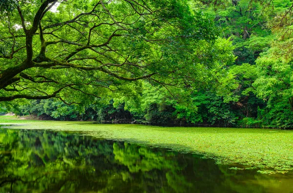 Дерево с видом на пруд — стоковое фото