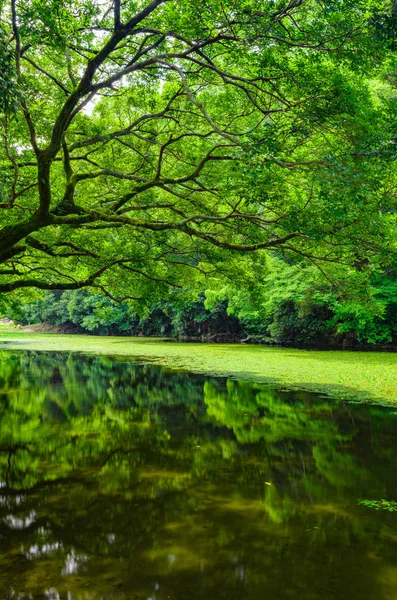 Árbol con vistas al estanque —  Fotos de Stock