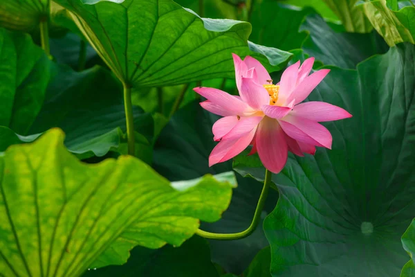 Çiçekli Lotus çiçeği, Ritsurin Garden, Japonya — Stok fotoğraf