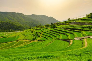 Nakayama Senmaida pirinç terasları, Shodoshima Adası, Japonya