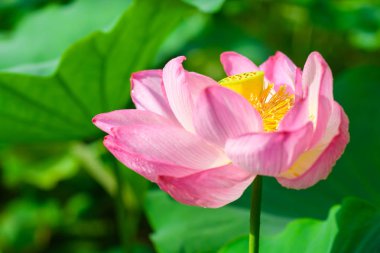 Çiçekpembe lotus çiçeği, Osaka, Japonya