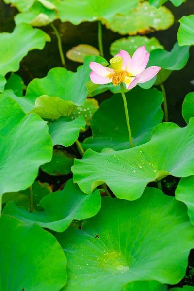 Çiçekpembe lotus çiçeği, Osaka, Japonya — Stok fotoğraf