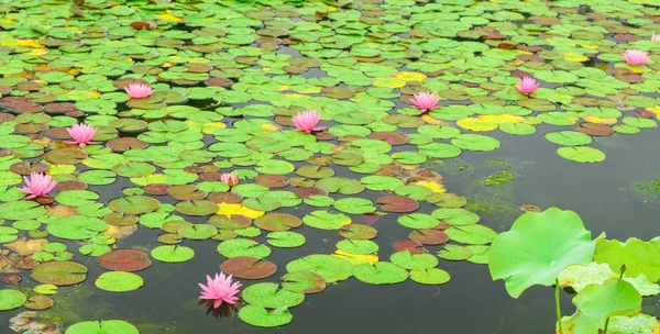 Flores de nenúfar, Minoh, Osaka, Japón — Foto de Stock