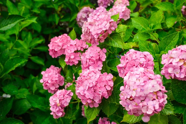 Rosa hortensia blommor på sommaren, Nara, Japan — Stockfoto