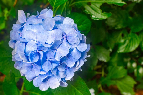 Flores de hortensias azules, día lluvioso, Templo Yatadera, Nara, Japón — Foto de Stock