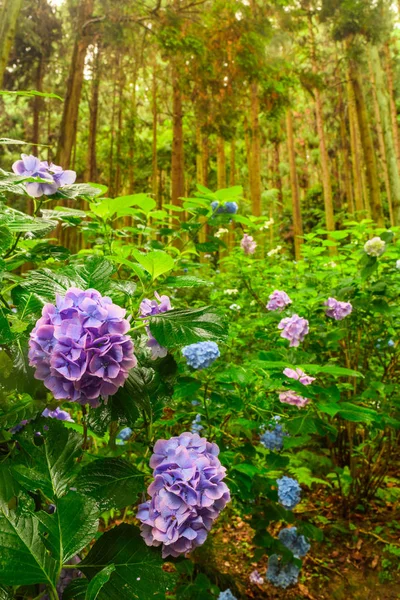 Kolorowe kwiaty hortensji w lecie, Nara, Japonia — Zdjęcie stockowe