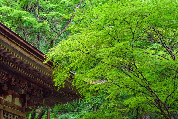 Tempio con alberi momiji, Nara, Giappone — Foto Stock