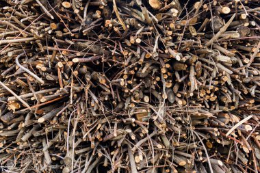 Ağaç ahşap dalları