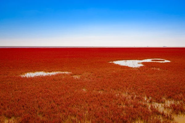 Panjin kırmızı plaj, Liaoning, Çin