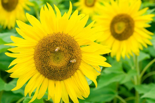 Bees on sunflower, Jilin, China — Stock Photo, Image