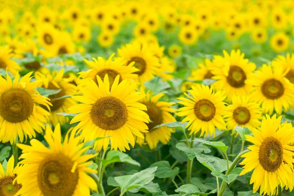 Sunflowers in full bloom, Jilin, China — Stock Photo, Image