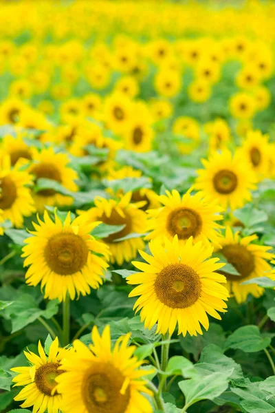 Sunflowers in full bloom, Jilin, China — Stock Photo, Image