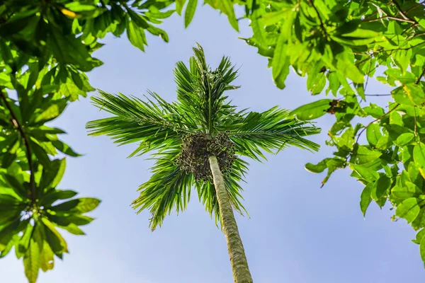 Coconut tree — Stock Photo, Image