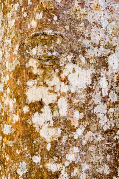 Closeup of tree bark — Stock Photo, Image