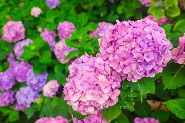 Rosa hortensia blommor blommar, Nara, Japan — Stockfoto