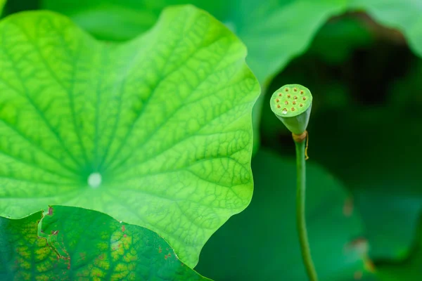 Lotus stem Nara, Japan — Stock Photo, Image