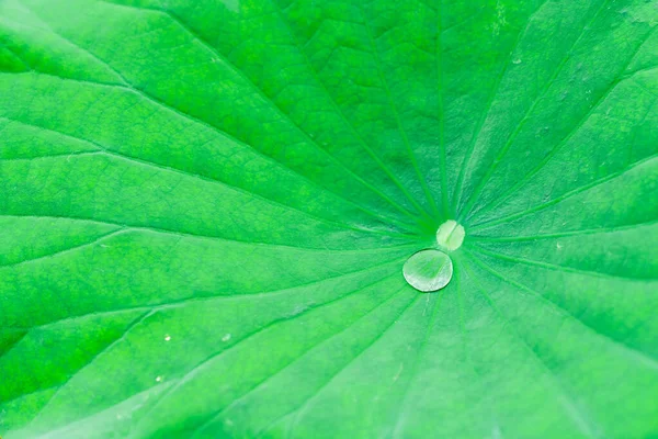 Water droplet on lotus leaf, Nara, Japan — Stock Photo, Image