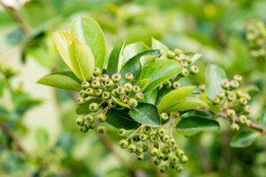 Aronia melanocarpa (siyah chokeberry) yeşil çilek ağacı Bush