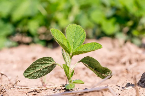Soja Geneticamente Modificada Verde Jovem Campo Soja Transgênica Glycine Max — Fotografia de Stock