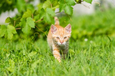 Çok güzel kırmızı çizgili kedicik portresi çim ile yürümek. Sığ derinlik-in eğe.