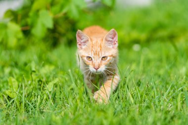 Küçük genç yavru kedi portresi çim ile yürümek. Sığ derinlik-in eğe.