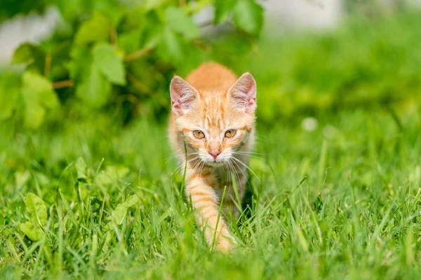 リトル子猫の肖像画の草の中を歩きます 浅い深さに提出 — ストック写真