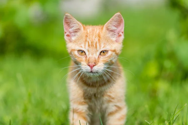 芝生の上のかわいい子猫の肖像画 浅い深さに提出 — ストック写真