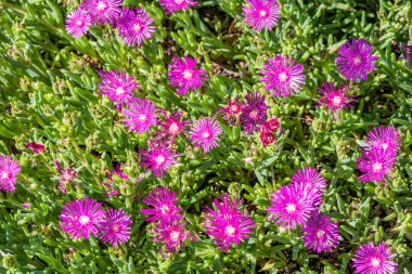 Delosperma cooperi, ortak adları sondaki Iceplant, Hardy Iceplant veya pembe halı.