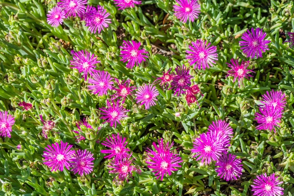 Delosperma Cooperi Nombres Comunes Trailing Iceplant Hardy Iceplant Pink Carpet —  Fotos de Stock