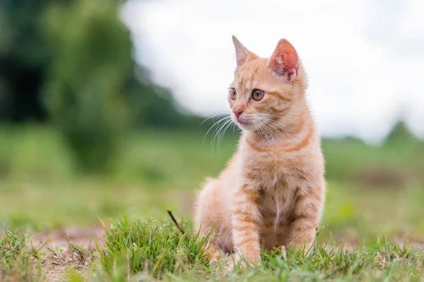 草の上に座っているかわいい若いの縞模様の猫の肖像画 浅い深さに提出 — ストック写真