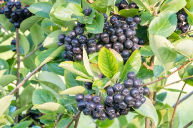 Aronia melanocarpa (siyah chokeberry) olgun çilek dalı. Portre.