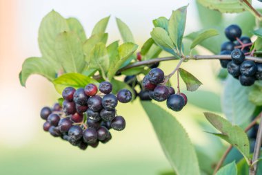 chokeberry, şube, Aronia melanocarpa üzerinde olgunlaşmış meyveler. Closeup makro.