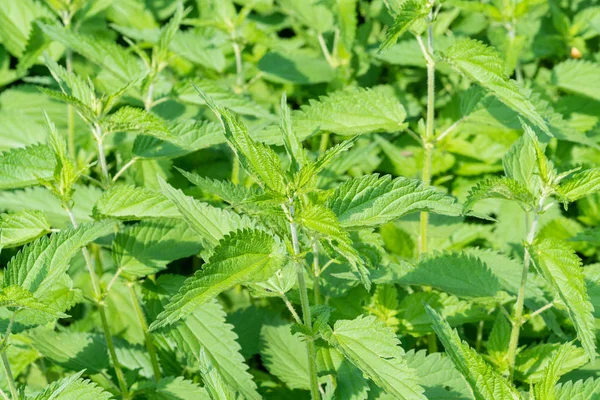 Urtica dioica, genellikle ortak ısırgan otu, ısırgan otu veya ısırgan yaprak denir. Portre. Seçici odak.