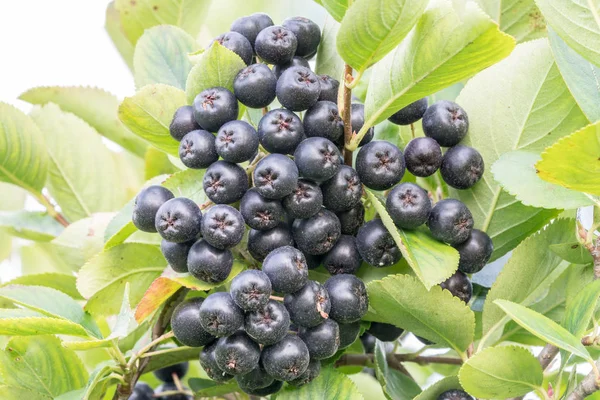 Dalı, Aronia melanocarpa olgun Chokeberry çilek. Portre.