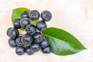 Chokeberry veya Aronia melanocarpa seramik zemin üzerine.