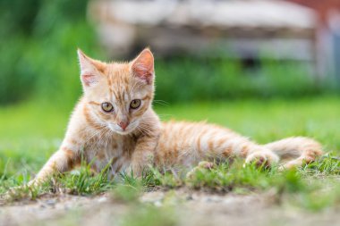 Küçük genç kırmızı kedi yavrusu uzan ve rahatla çimenlerin üzerinde.