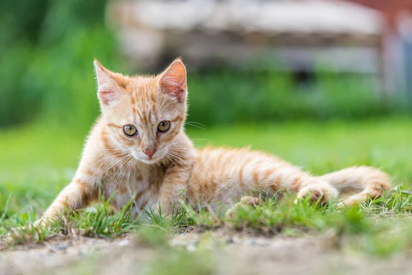 若い赤い子猫が横になると 芝生の上でリラックス — ストック写真