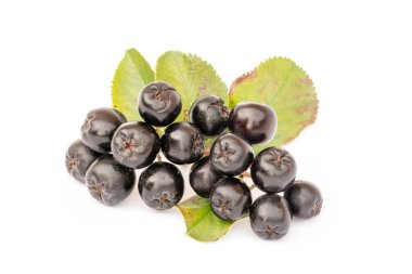 Beyaz arka plan üzerinde izole chokeberry. Aronia melanocarpa.