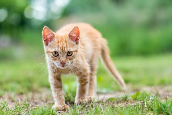 草の上に子猫立って — ストック写真