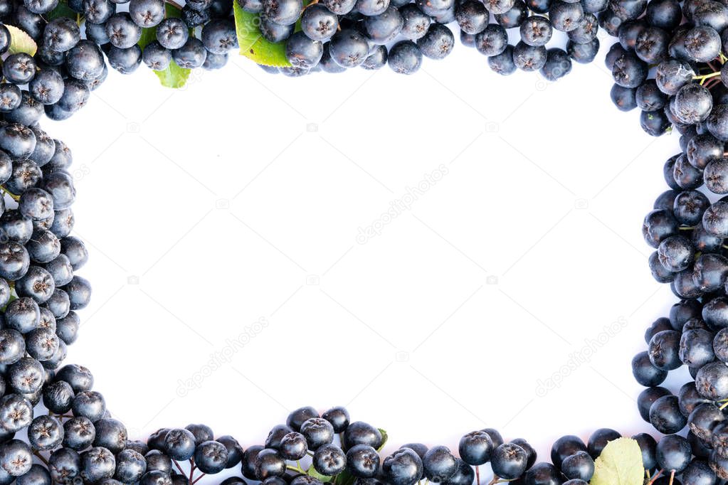 Fresh chokeberry background (Aronia melanocarpa) isolated on white with copy space for yours text.